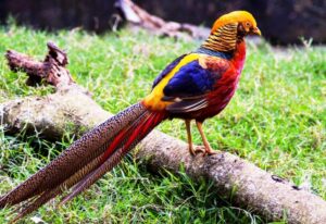 Golden_pheasant