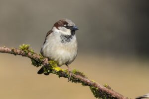 Sparrow