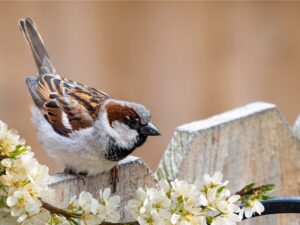 Sparrow