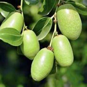 Jojoba