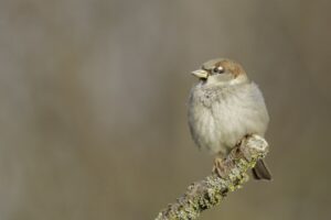 Sparrow