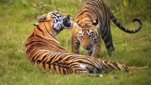 Rising tiger mortality