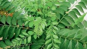 कढीपत्त्याचे आरोग्यदायी फायदे