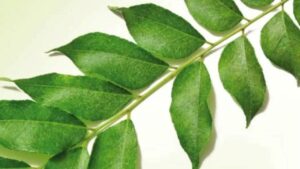 कढीपत्त्याचे आरोग्यदायी फायदे