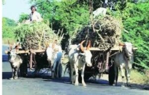 ऊस दरावरून सांगली जिल्ह्यात