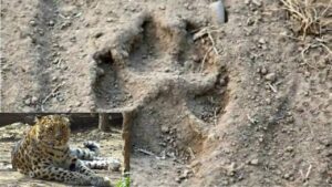 Shirala leopard hotspot