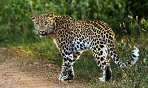 Shirala leopard hotspot