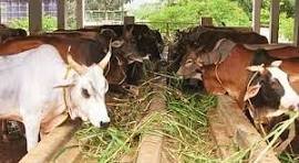 जत परिसरातील घडामोडी