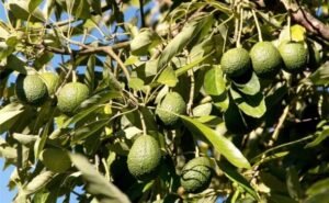 अॅव्होकॅडोची लागवड ठरू शकते फायदेशीर
