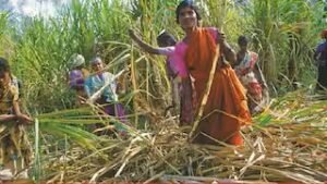 जालना जिल्ह्यात 107 महिलांच्या गर्भाशय शस्त्रक्रिया