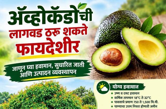 अ‍ॅव्होकॅडोची लागवड ठरू शकते फायदेशीर