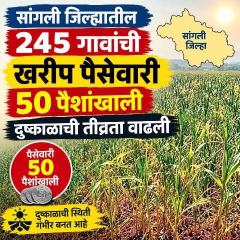 सांगली जिल्ह्यातील 245 गावांची खरीप पैसेवारी